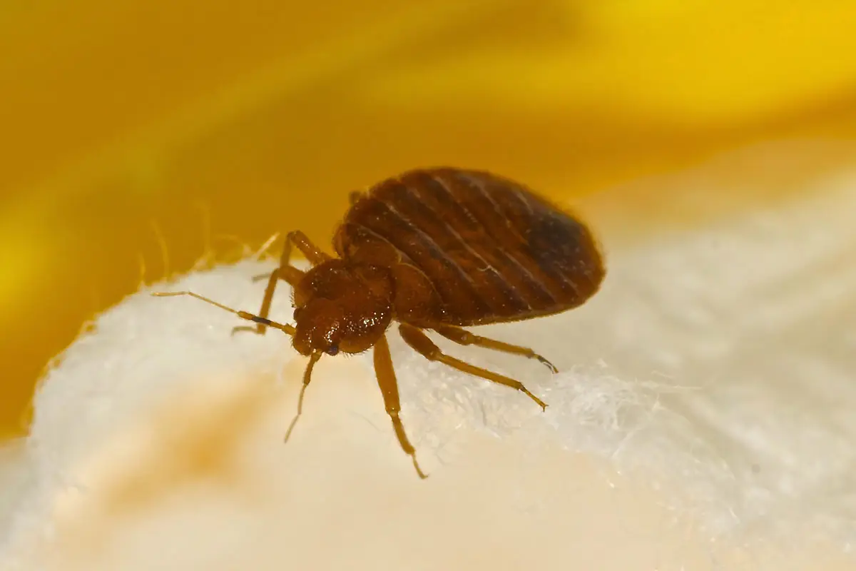 Professional bed bug removal and treatment