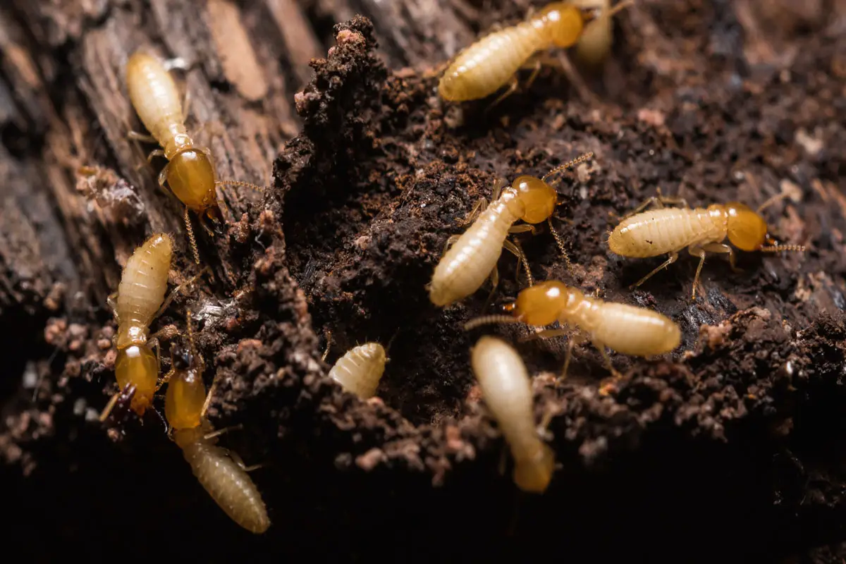Termite control services for homes and buildings