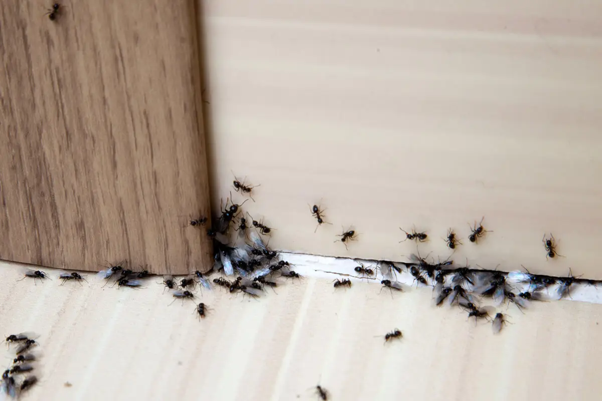 Ant extermination and prevention services