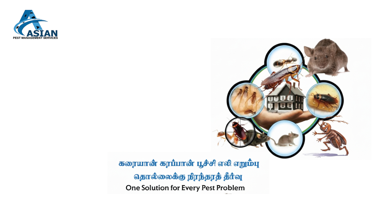 Pest control technician in Pudukkottai providing safe termite treatment