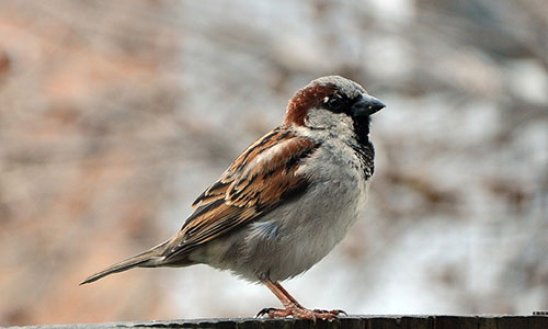 Bird control and repellent services for rooftops and buildings
