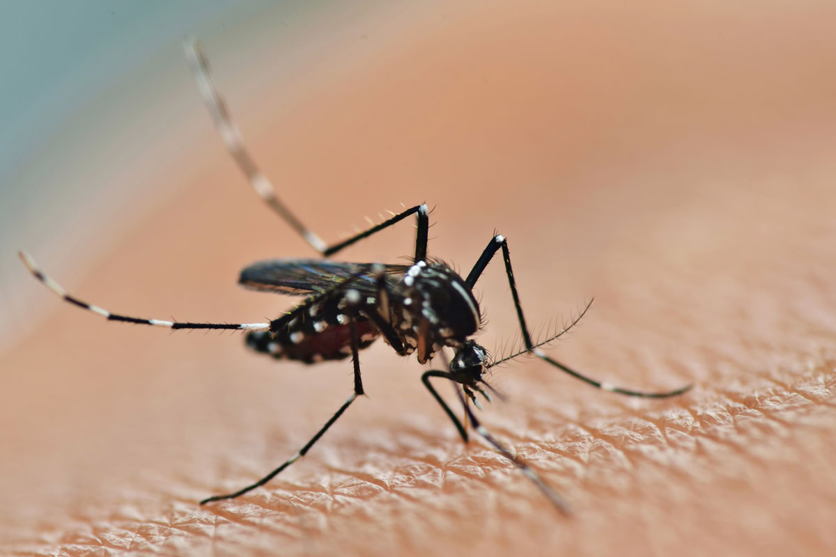 Mosquito control fogging and spray treatment
