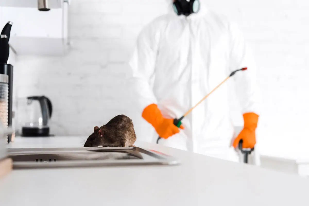 Rodent and rat control services with bait and trap solutions